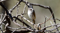 Purnella albifrons