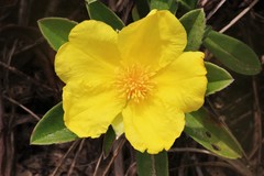 Hibbertia scandens