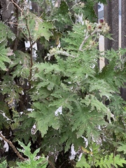 Berkheya bipinnatifida echinopsoides