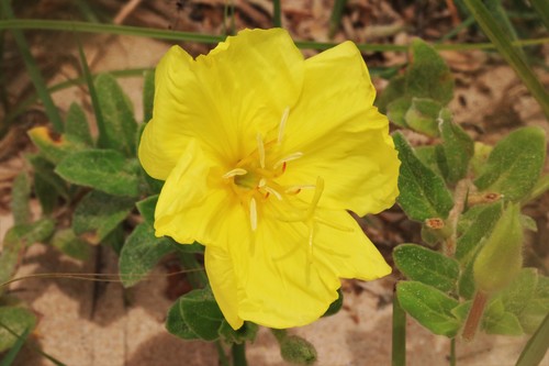 Oenothera drummondii ssp. drummondii