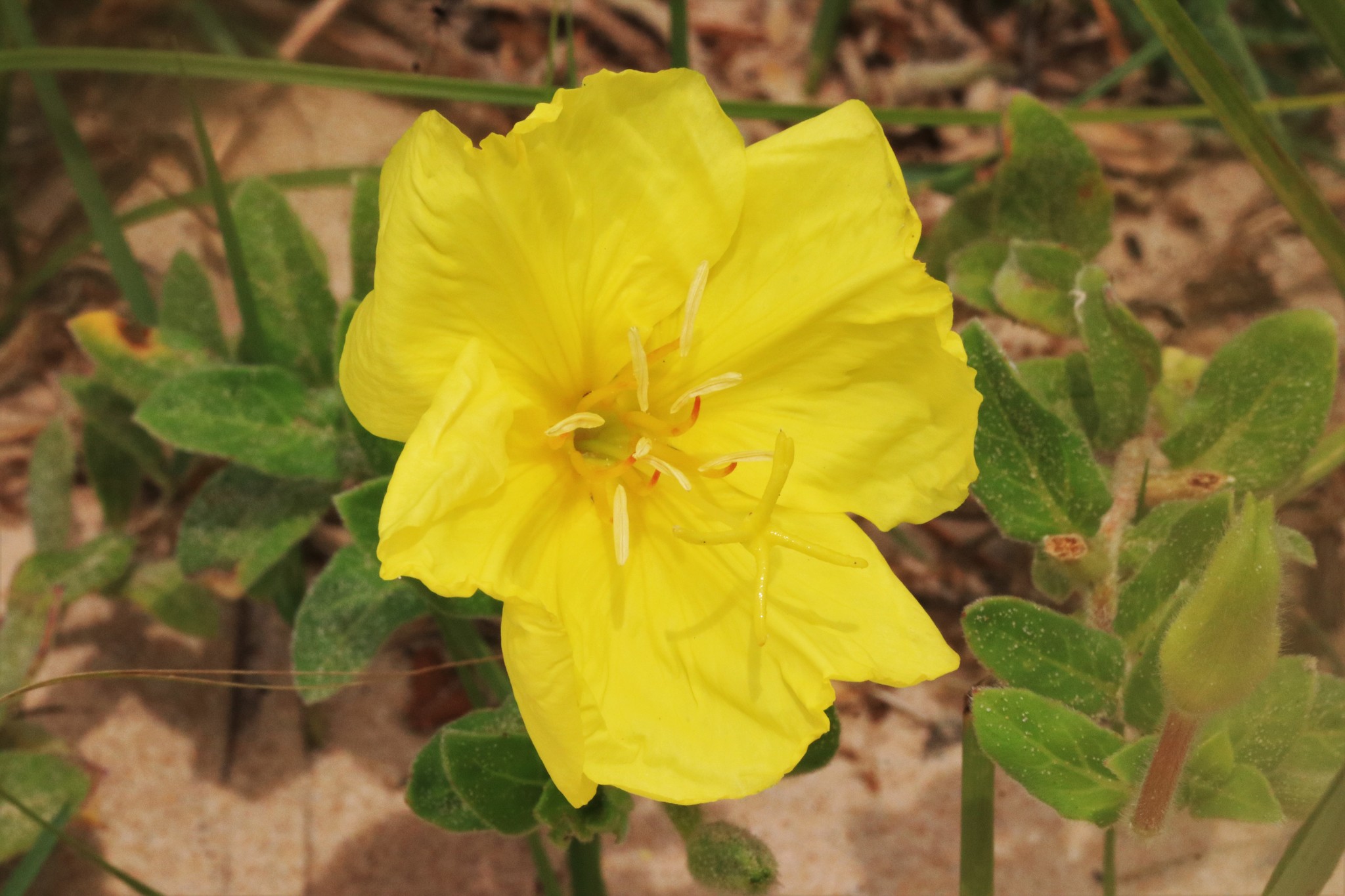 Oenothera drummondii ssp. drummondii