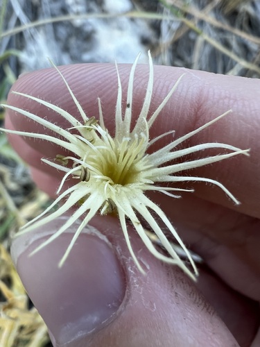 Silene parishii, photograph 2