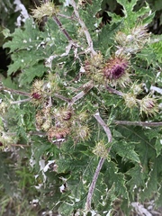 Berkheya bipinnatifida echinopsoides
