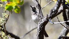 Purnella albifrons