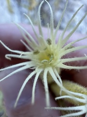 Silene parishii, photograph author not stated, no rights reserved
