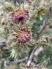 Berkheya bipinnatifida echinopsoides