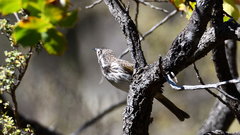Purnella albifrons