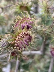 Berkheya bipinnatifida echinopsoides