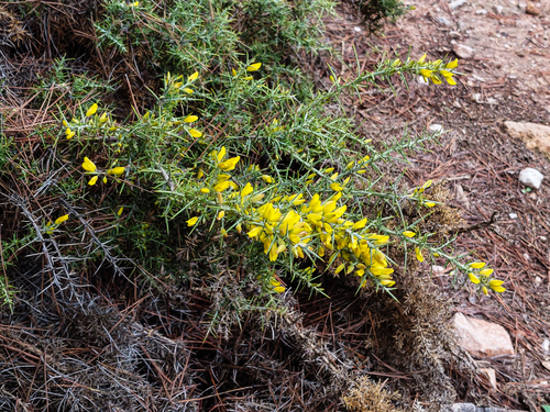 Avistamiento Ulex parviflorus