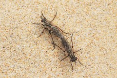 Anabarhynchus maritimus