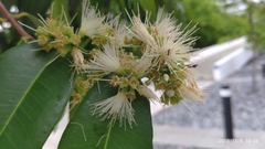 Syzygium pyrifolium