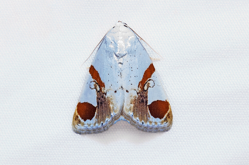 Sphragifera biplaga