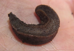 Chlamydephorus sexangulus