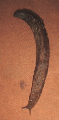 Image of Chlamydephorus sexangulus