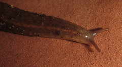 Chlamydephorus sexangulus