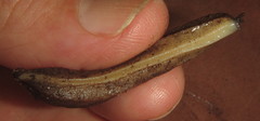 Chlamydephorus sexangulus