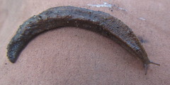 Chlamydephorus sexangulus