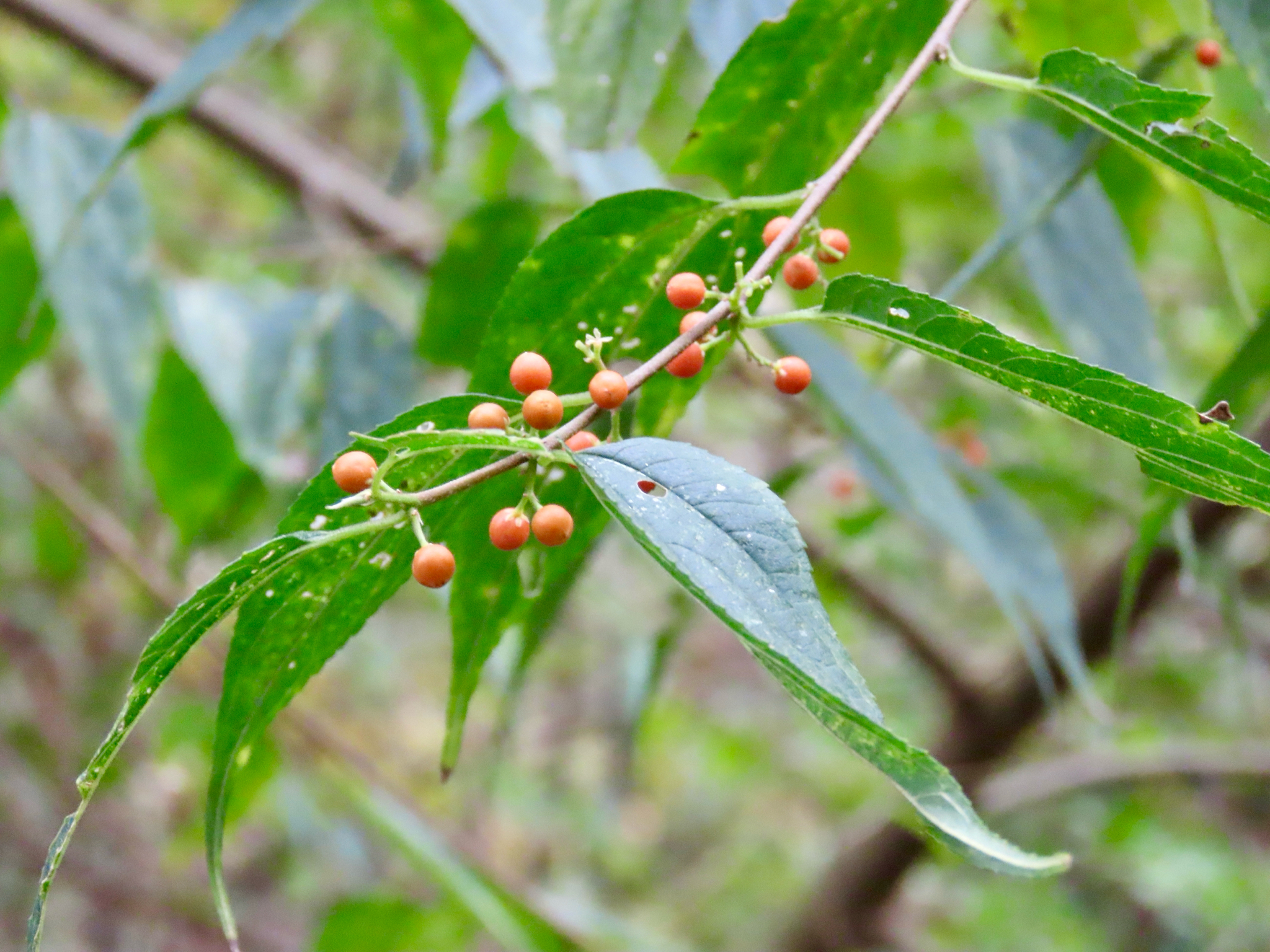 Lesser Trema (Trema cannabina)