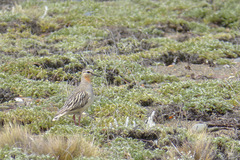 Oreopholus ruficollis