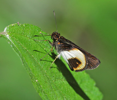 Mnestheus ittona
