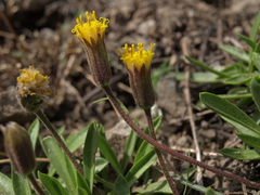 Raillardella scaposa