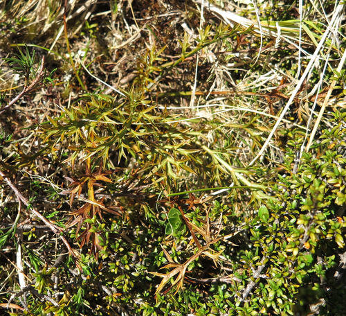Aciphylla hookeri (Aciphylla hookeri)
