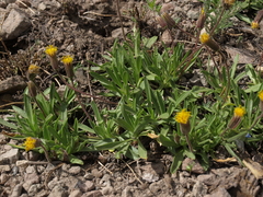 Raillardella scaposa