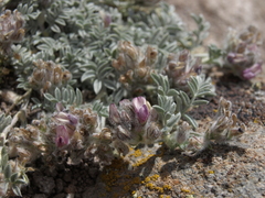 Astragalus austiniae