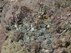Astragalus austiniae