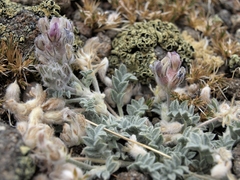 Astragalus austiniae