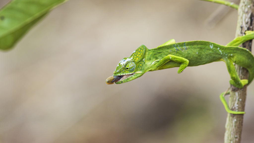 Mayotte Chameleon