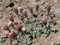 Chaenactis nevadensis