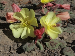 Oenothera xylocarpa