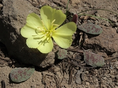 Oenothera xylocarpa