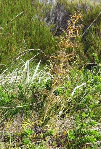 Aciphylla hookeri (Aciphylla hookeri)