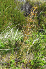 Aciphylla hookeri