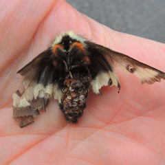 Hemileuca maia maia