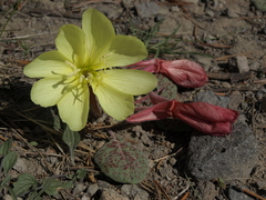 Oenothera xylocarpa