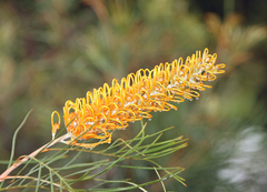 Grevillea