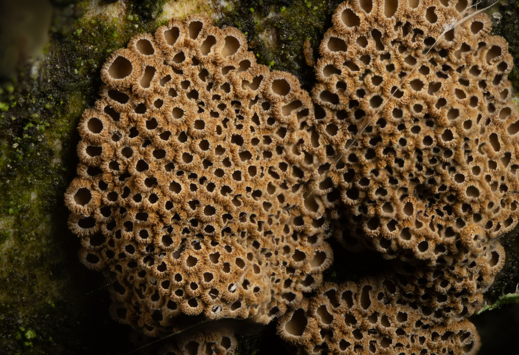 Merismodes fasciculata · December 2025 · photo: © ivanovdg19 (iNaturalist, cc-by)