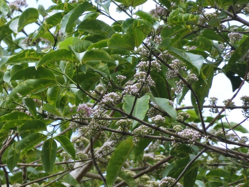 pink-flowered doughwood (Melicope elleryana)
