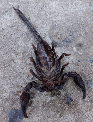 Laotian Giant Scorpion