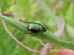 Popillia quadriguttata