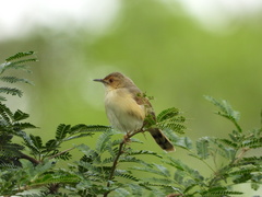 Cisticola erythrops