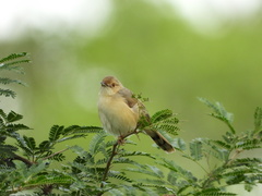 Cisticola erythrops