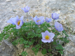 Paraquilegia microphylla