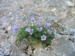 Paraquilegia microphylla