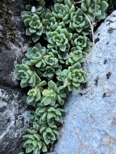 Davidson's stonecrop (Sedum niveum)