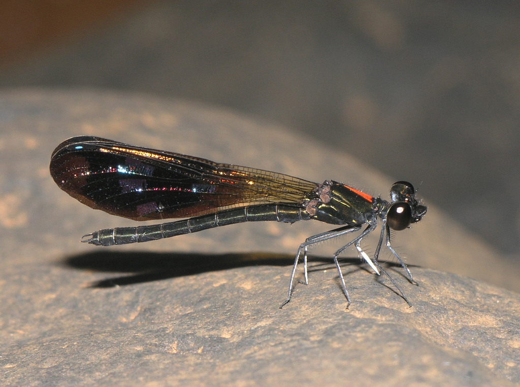 Aristocypha fulgipennis