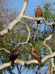 Milvus migrans affinis